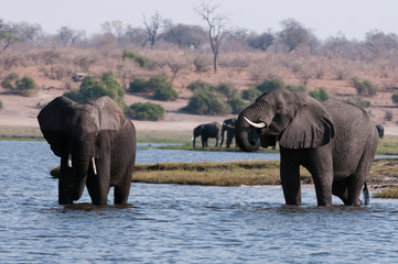 Elephants (Loxodonta africana), Chobe National Park, Botswana.