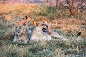 Lioness with juvenile male growling