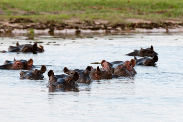 Hippopotamus (Hippopotamus amphibius), Khwai Concession Area, Okavango Delta, Botswana.
