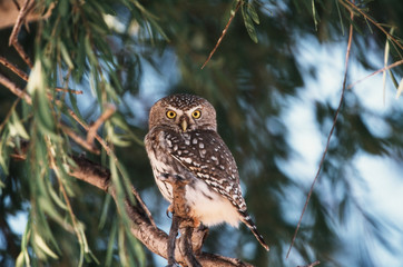 Botswana, Pearl-Spotted Owl (Glaucidium perlatum)