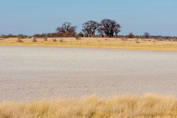 Baines baobabs, Kudiakam Pan, Nxai Pan National Park, Botswana.