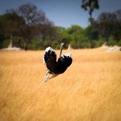 Deurstickers Male Ostrich running in grass, leaning to right © Sheila Haddad/Danita Delimont