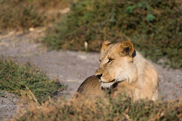 Lion (Panthera leo), Savuti Marsh, Chobe National Park, Botswana.