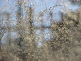 Close-up shot of dry wild grass pods in one sunny afternoon