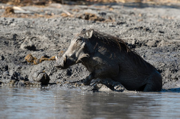 Warthog (Phacochoerus africanus), Khwai Concession, Okavango Delta, Botswana.