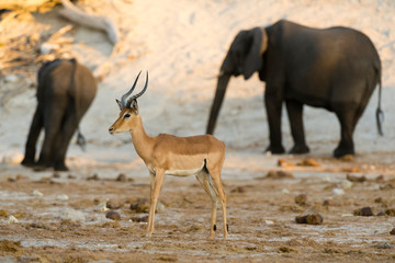 Impala (Aepyceros Melampus), Chobe National Park, Botswana.