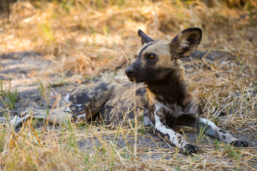 African wild dog (Lycaon pictus), Savuti marsh, Chobe National Park, Botswana.