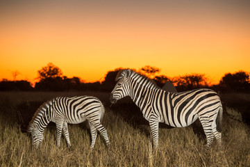 Africa, Botswana, Moremi Game Reserve, Flash image of Plains Zebra herd (Equus burchellii) at dusk in Okavango Delta