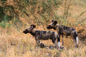 African wild dog (Lycaon pictus), Savuti marsh, Chobe National Park, Botswana.