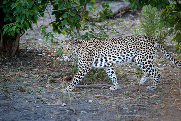 Leopard walking with intense stare