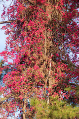 flowers in the garden