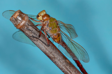 libellule  © jgd.cannes