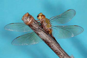 libellule  © jgd.cannes