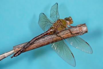 grande libellule en macro (1X-5X ) 