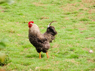 Gallo paseando por el campo