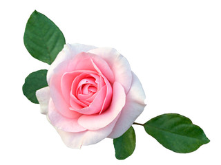 Pink rose flower isolated on white background