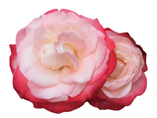 Floribunda pink rose flowers isolated on white background
