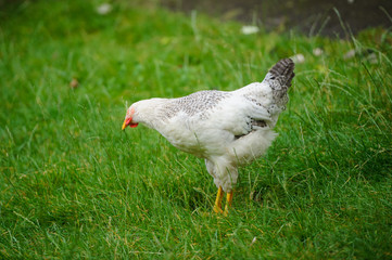 hen on a green grass