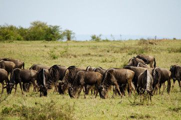 Kenya, Masai Mara National Reserve, wildebeest grazing