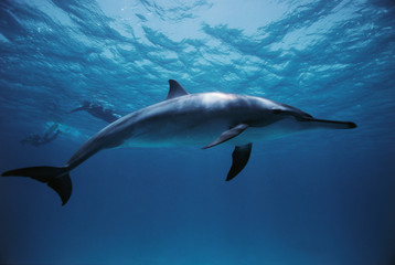 Egypt, Southern Red Sea, Spinner Dolphins (Stenella longirostris) underwater swimming with diver