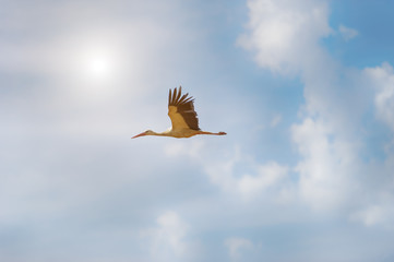 White stork flying in the sky