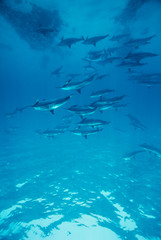 Egypt, Southern Red Sea, Pod of spinner dolphins (Stenella longirostris) swimming together underwater in the sea