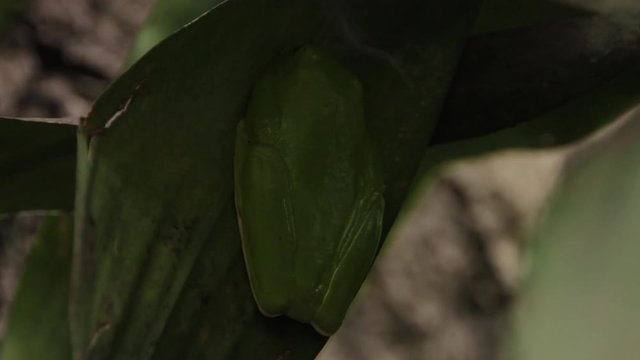 Red-eyed Tree Frog Sleeps Under Leaf