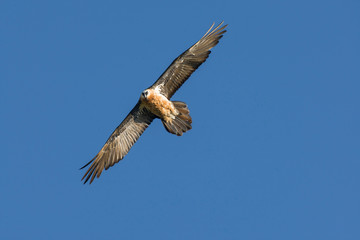 Obraz premium Africa, Ethiopia, Ethiopian Highlands, Western Amhara, Simien Mountains National Park, lammergeier (Gypaetus barbatus). Adult lammergeier flying.