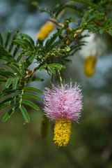 Ethiopia: Arba Minch, Nech Sar National Park at the end of dry season, Lake Abaya's wetlands, flower of Dichrostachys cinerea, an invasive tree in over-grazed areas