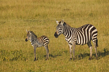 Fototapeta na wymiar Mother and baby Burchell's Zebras, Equus burchellii, Masai Mara, Kenya