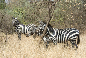 Fototapeta na wymiar Ethiopia: Arba Minch, Nech Sar National Park at the end of the dry season, Burchell's zebra (Equus burchelli)