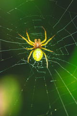 Nice green spider with dots on body sitting on his web