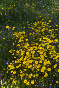 Africa, Ethiopia, Ethiopian Highlands, Western Amhara, near Gondar, meskel flowers (Yadey abeba). Meskel flowers in full bloom.
