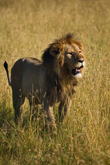 Fototapeta na wymiar Black maned adult male Lion, Panthera leo, Masai Mara, Kenya