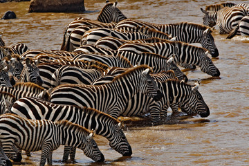 Fototapeta na wymiar Herd of Burchell's Zebras drinking from Mara River, Equus burchellii, Masai Mara, Kenya