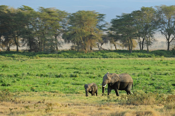 Fototapeta na wymiar Kenya, Amboseli National Park, Elephant mother playing with dust with calf