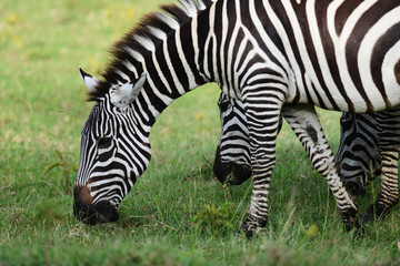 Fototapeta na wymiar Kenya, Lake Nakuru National Park, zebra grazing