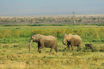 Fototapeta premium Kenya, Amboseli National Park, Elephant family walking in dust with calf