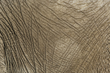 Close-up of African Elephant skin, Loxodonta africana, Masai Mara, Kenya