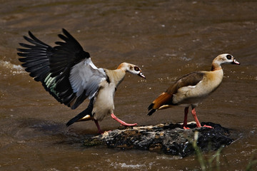 Egyptian Geese on rock in Mara River, Alopochen aegyptiaca, Masai Mara, Kenya