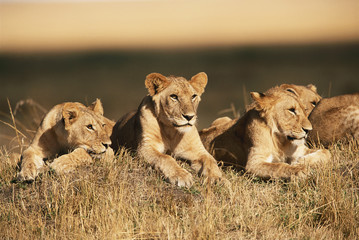 Naklejka na ściany i meble Africa, Kenya, Maasai Mara National Reserve, Pride of young male Lions (Panthera Leo)
