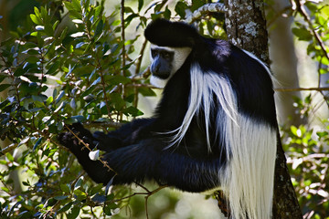 Obraz premium Abyssinian Black and White Colobus, Colobus abyssinicus. Lake Nakuru National Park, Kenya