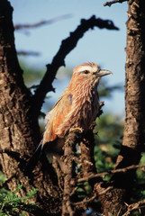 Kenya, Maasai Mara National Reserve, View of Purple Roller perching on branch