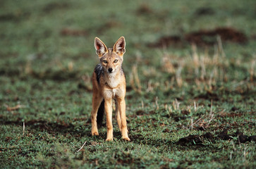 Kenya, Maasai Mara National Reserve, Portrait of Black-Backed Jackal