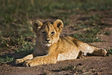 Fototapeta na wymiar Lion cub, Panthera leo, lying in tire tracks, Masai Mara, Kenya