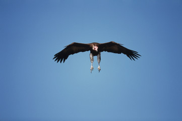 Kenya, Maasai Mara National Reserve, Lappet-faced Vulture(Torgos tracheliotos) landing at kill site