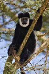 Abyssinian Black and White Colobus, Colobus abyssinicus. Lake Nakuru National Park, Kenya