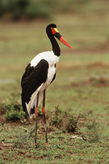 Kenya, Maasai Mara National Reserve, Female Saddle-billed Stork looking away near Mara River