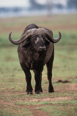 Fototapeta na wymiar Kenya, Maasai Mara National Reserve, Cape Buffalo standing on landscape