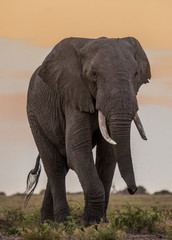 Fototapeta na wymiar East Africa, Kenya, Amboseli National Park, elephant (Loxodanta africana)